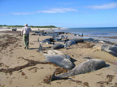 被湖水煮熟？亞馬遜水溫飆破41度　153隻海豚熱死浮屍湖面
