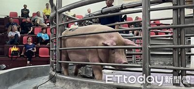 禁宰禁運令解除!花蓮首日成交483頭毛豬 3項地方補助出爐