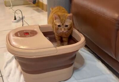 橘貓「搶先泡足湯」幫忙試水溫　四腳全濕無辜臉還順便喝湯