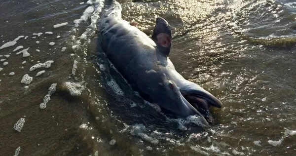 特費湖水溫飆破41度，超過一般熱水按摩池，造成超過百隻淡水海豚死亡，成為亞馬遜史上最嚴重熱害事件之一。（示意圖／達志／美聯社）