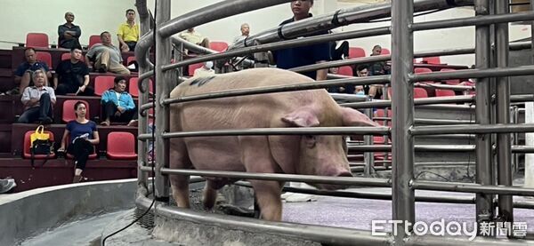 ▲花蓮縣肉品市場恢復豬隻拍賣，現場交易順利、價格穩定，價格變動不大，顯示市場信心逐步回穩。（圖／花蓮縣政府提供，下同）