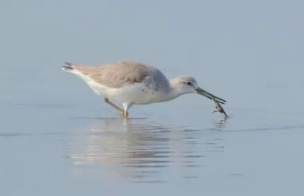 ▲覓食中的諾氏鷸再度現身將軍濕地，已連續十年報到。（黑面琵鷺保育學會陳逸政提供）
