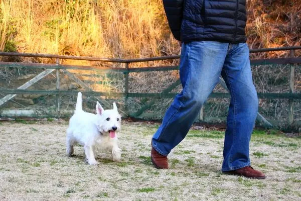 日本一名退休體育老師喪妻後，在女兒建議下養狗陪伴，沒想到卻因此被女兒藉狗情勒他大量退休金。（示意圖，photoAC）