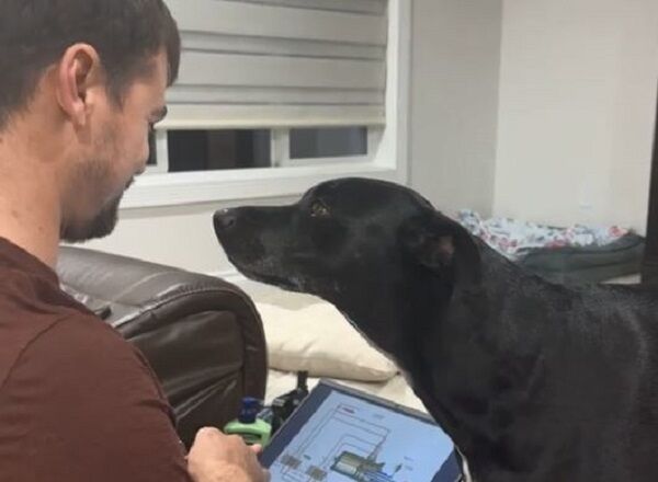 ▲。（圖／翻攝自TikTok／@rebelthestaffy_whippet）