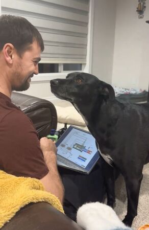 ▲。（圖／翻攝自TikTok／@rebelthestaffy_whippet）