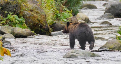 日本熊害已釀13死！政府組織殺熊遭抗議　前秋田知事嗆：送去你家