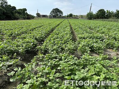 鳳凰颱風逼近　高雄農改場籲農友加強防颱準備