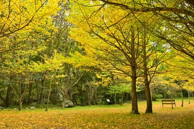 武陵農場明起休園　籲民眾勿上山