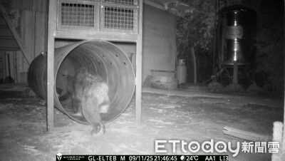 卓溪立山部落首次!台灣黑熊2次入侵工寮遭誘捕 通報族人獲獎金