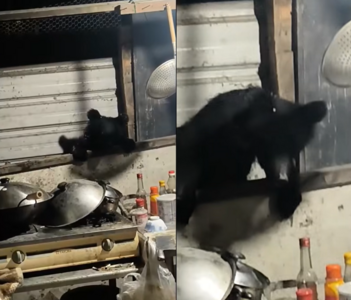 花蓮立山村黑熊從牆邊探頭！　翻進工寮覓食體態消瘦