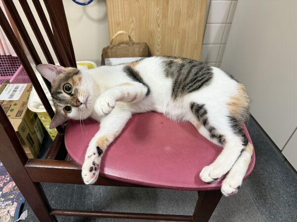 ▲。（圖／翻攝自X／@tama_love_go）