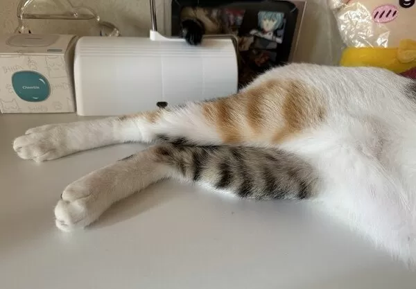 ▲。（圖／翻攝自X／@tama_love_go）