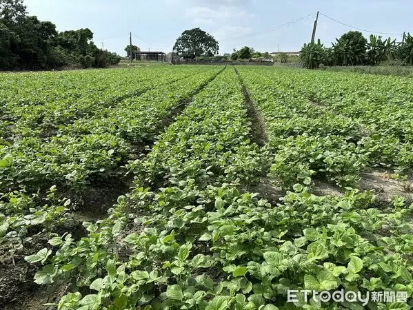 ▲紅豆田注意溝渠暢通。（圖／高雄區農改場提供）