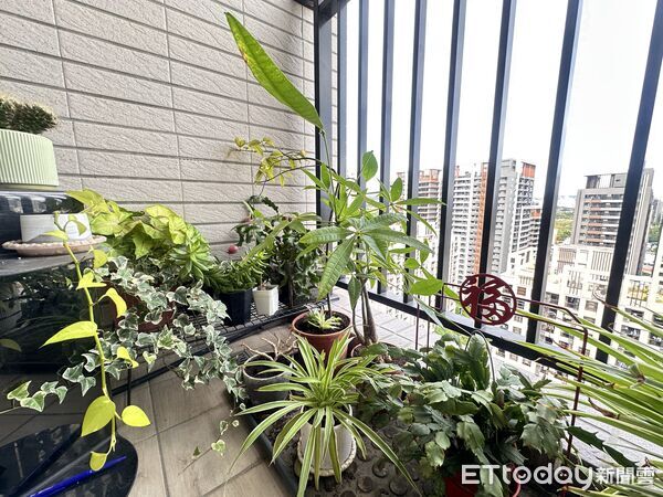 ▲▼ 陽台,盆栽            。（圖／記者陳筱惠攝）
