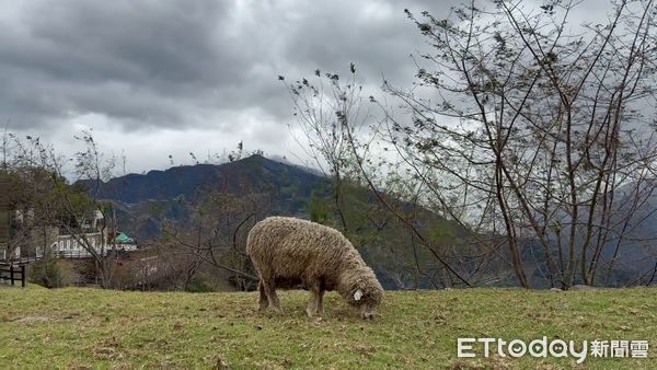 ▲清境農場加速進行防颱準備工作。（圖／清境農場提供）