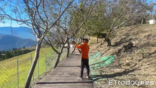 ▲清境農場加速進行防颱準備工作。（圖／清境農場提供）