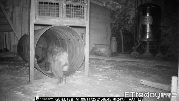 ▲▼花蓮分署架設紅外線照相機監控，拍攝到黑熊再度入侵工寮。（圖／花蓮分署提供，下同）