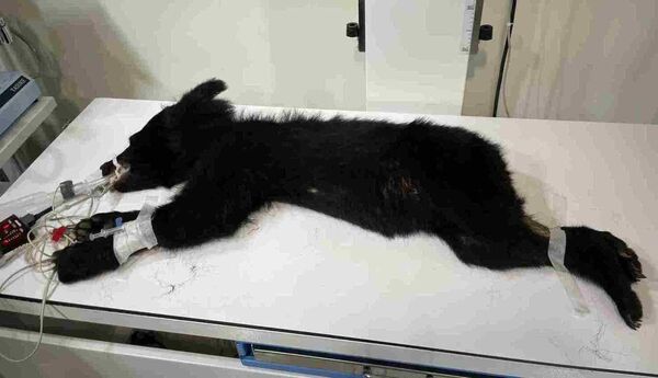 花蓮立山部落黑熊入侵。（圖／花蓮分署提供）