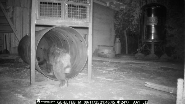 花蓮立山部落黑熊入侵。（圖／花蓮分署提供）