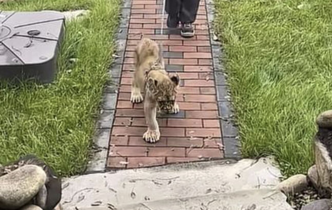 ▲江蘇宿遷一間酒店度假區內提供小獅子「叫醒服務」。（圖／翻攝極目新聞）