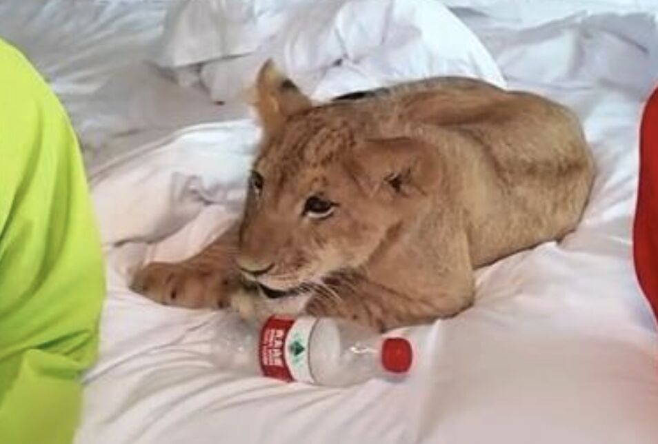 ▲江蘇宿遷一間酒店度假區內提供小獅子「叫醒服務」。（圖／翻攝極目新聞）