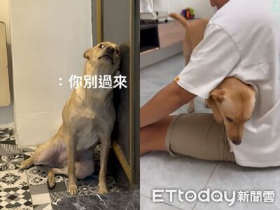 汪咬電視櫃挨罵 敢做不敢當「鑽腋下逃跑」頭低低找媽求救