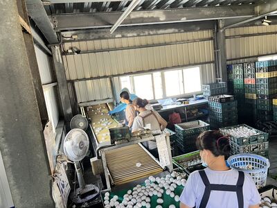 15萬顆芬普尼蛋「只追回2萬顆」　食藥署：消費者可能直接丟棄