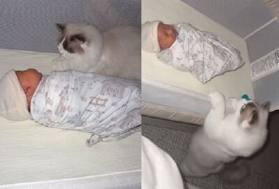布偶貓「主動當乾爸」顧寶寶! 每天值夜班趴身邊守護