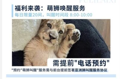 小獅子進房提供「叫醒服務」　趴床與住客互動...每日限量20間