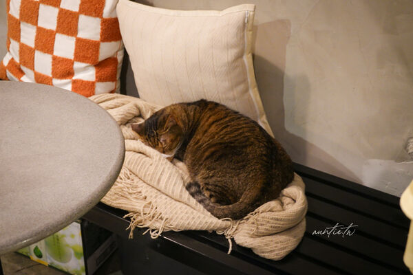 ▲▼新北板橋深夜咖啡廳「ssSip late-night space」有貓咪、拿坡里披薩跟好吃布丁。（圖／部落客水晶提供）