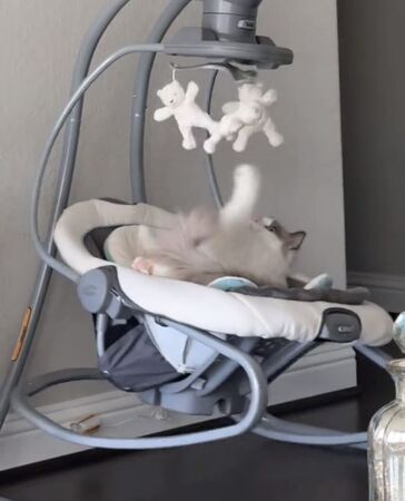 ▲。（圖／翻攝自TikTok／@perryandannie）