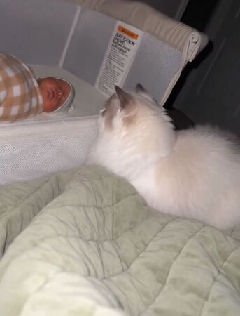 ▲。（圖／翻攝自TikTok／@perryandannie）