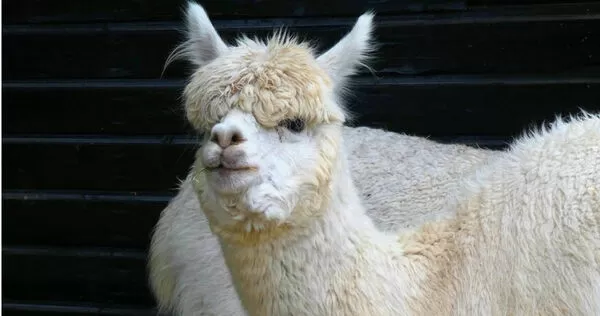 羊駝。（示意圖非當事動物／Pixabay）