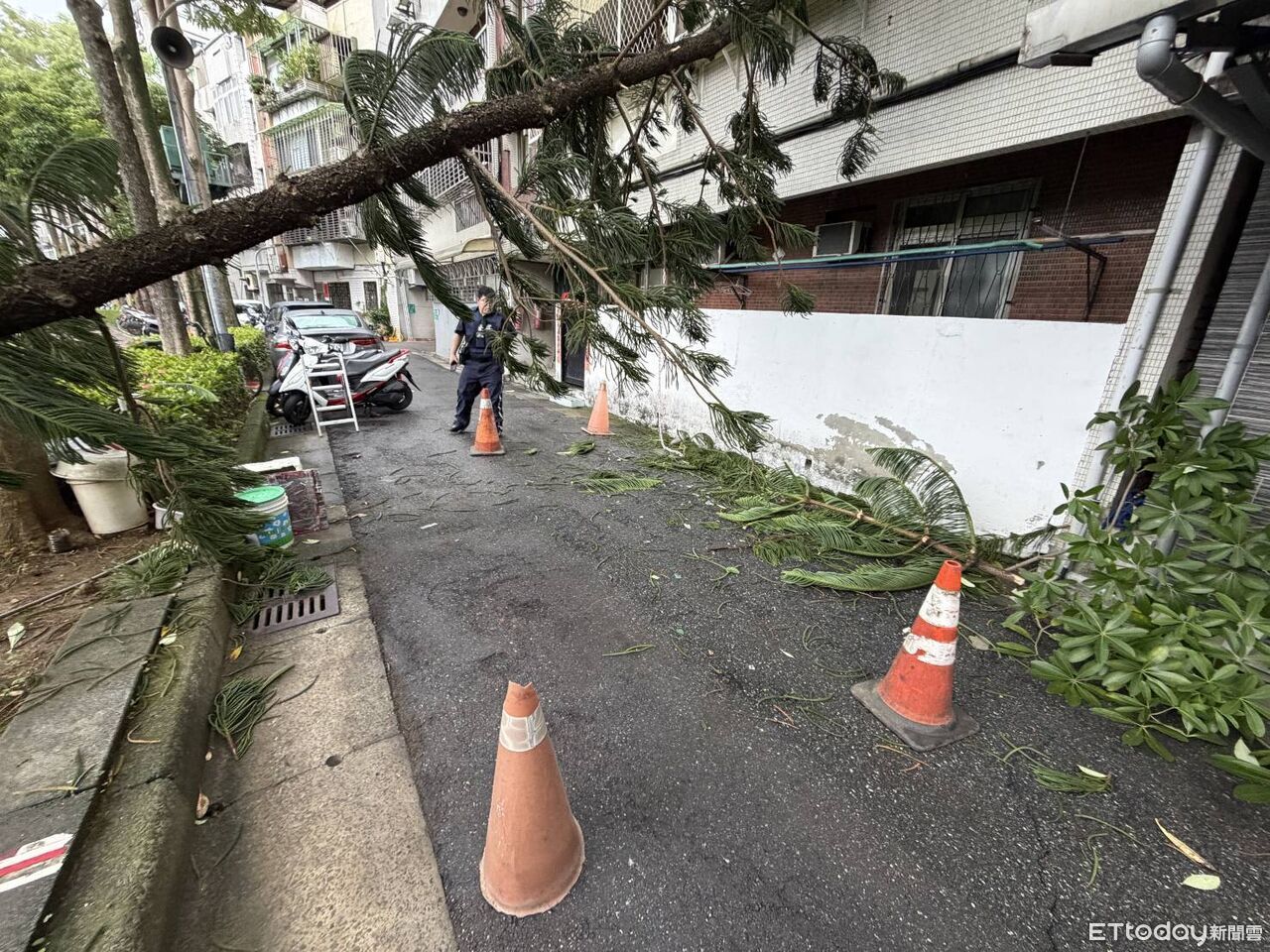鳳凰颱風襲台!北投立農公園大樹遭強風吹斷 倒向民宅窗外