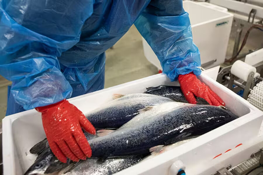 ▲▼挪威,挪威海產推廣協會,鮭魚,鯖魚,養殖,永續,飲食。（圖／翻攝自挪威海產推廣協會官網）