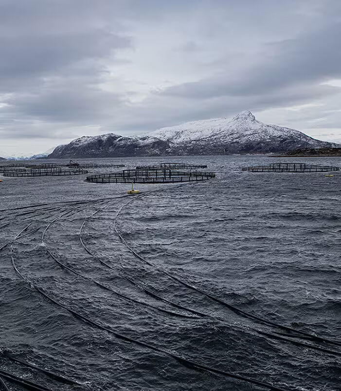 ▲▼挪威,挪威海產推廣協會,鮭魚,鯖魚,養殖,永續,飲食。（圖／翻攝自挪威海產推廣協會官網）