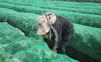 鳳凰到門口了！彰化刮強風　農民急鋪防風網、備妥抽水機