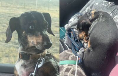 臘腸犬遇恐怖車禍「被甩出車外」 7天後發現奇蹟在荒野存活