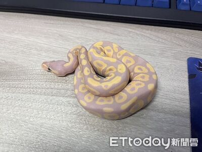 新北今年已拾獲「47條寵物蛇」 動保處籲飼養器具須定期檢查