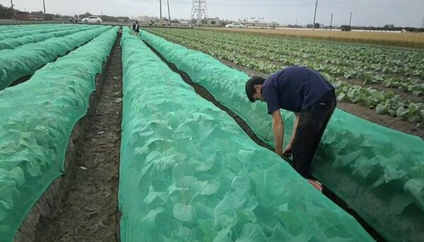 ▲鳳凰颱風來襲彰化蔥農備好抽水機因應。（圖／記者唐詠絮翻攝）