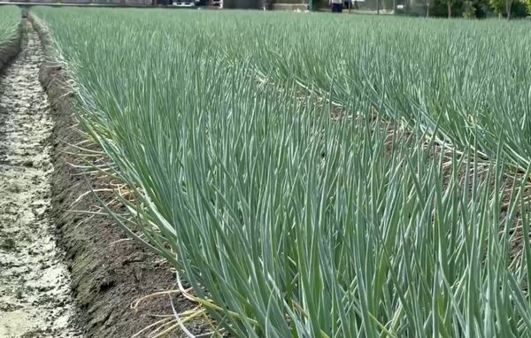 ▲鳳凰颱風來襲彰化蔥農備好抽水機因應。（圖／記者唐詠絮翻攝）