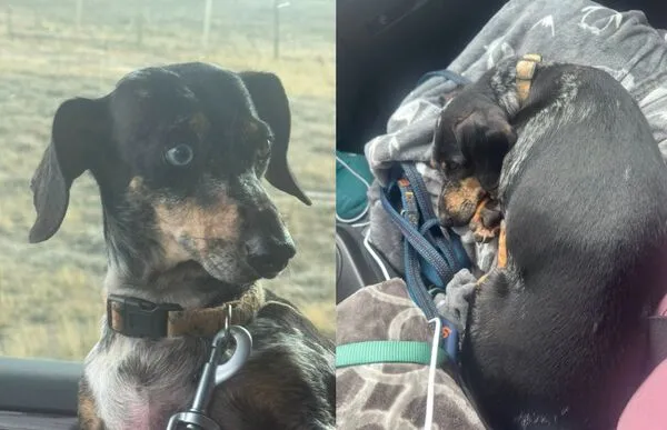 臘腸犬遇恐怖車禍「被甩出車外」　7天後發現奇蹟在荒野存活。（圖／翻攝自Facebook／Amanda Lohr）