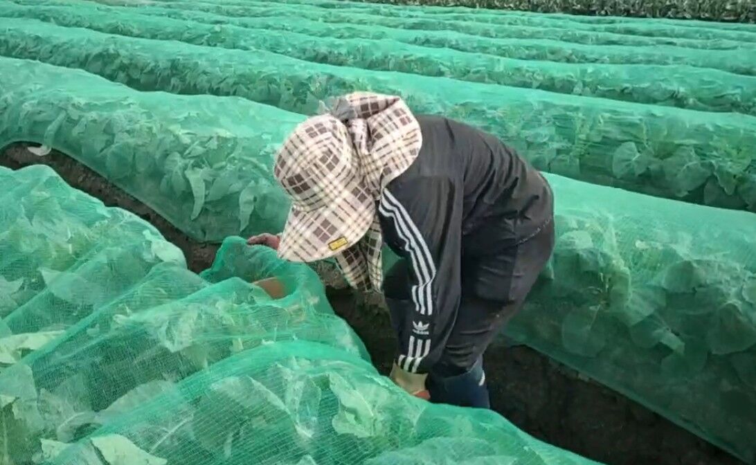 鳳凰到門口了!彰化刮強風 農民急鋪防風網、備妥抽水機