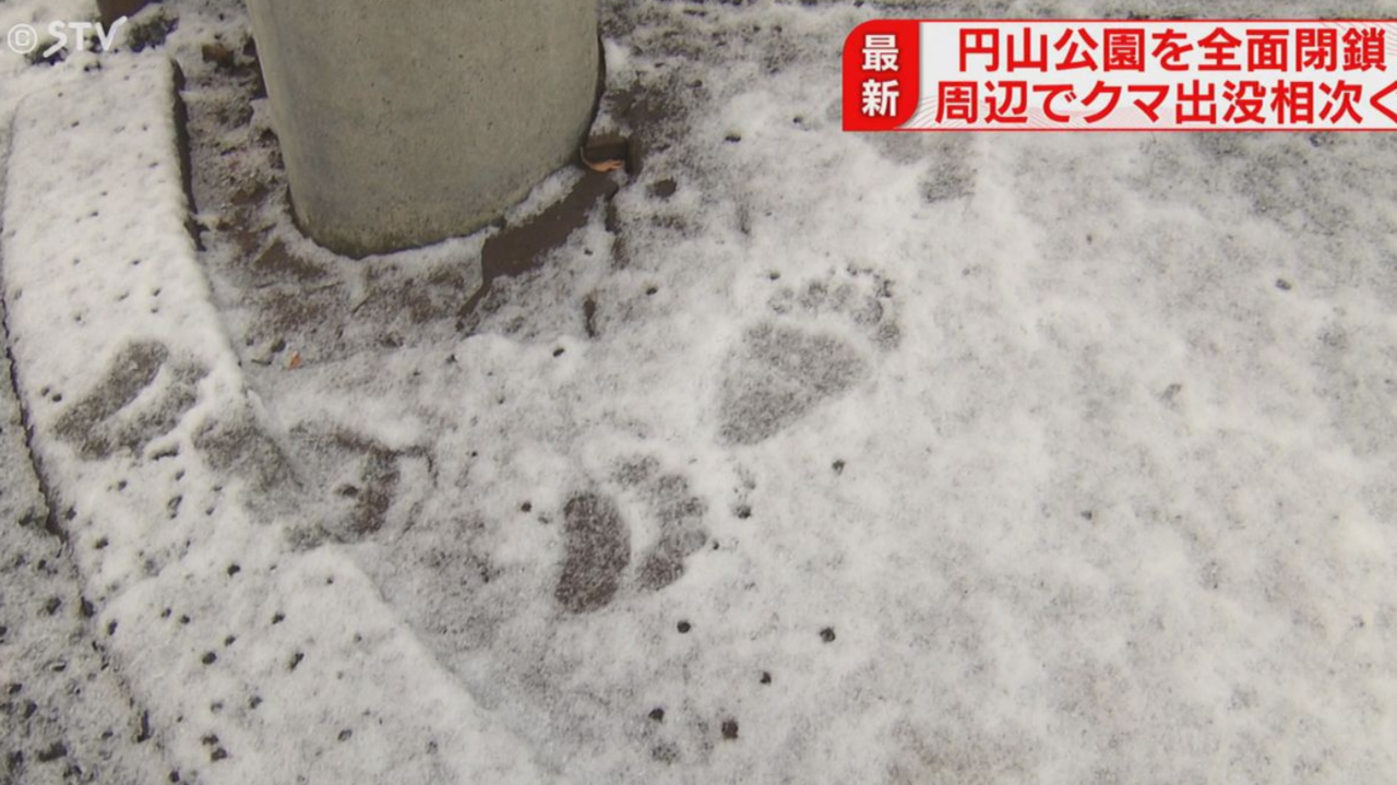 住宅區驚見大量熊腳印! 札幌市急宣布「圓山公園封閉兩週」