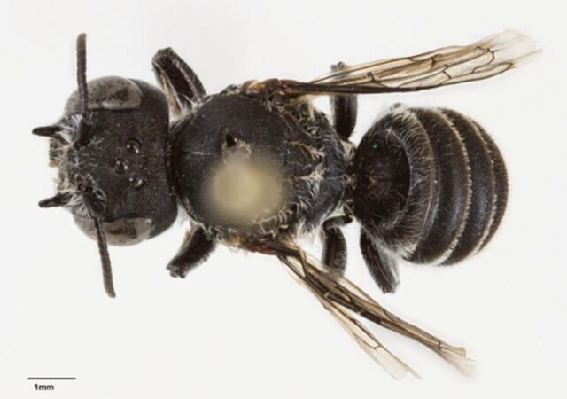 ▲▼蜜蜂長著惡魔角！澳洲發現新本土物種　命名靈感「跟追劇有關」。（圖／翻攝pensoft.net）