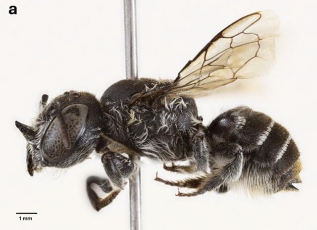 ▲▼蜜蜂長著惡魔角！澳洲發現新本土物種　命名靈感「跟追劇有關」。（圖／翻攝pensoft.net）