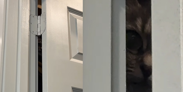 女上廁所感覺毛毛的　轉頭發現「門縫中露出一雙大貓眼」網笑翻。（圖／翻攝自Instagram／adeltheoaf）