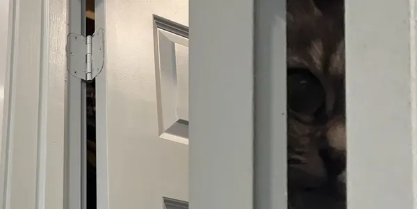 女上廁所感覺毛毛的　轉頭發現「門縫中露出一雙大貓眼」網笑翻。（圖／翻攝自Instagram／adeltheoaf）