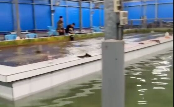 宜蘭「沉浸式釣蝦場」直擊! 水淹腳踝趕不客人