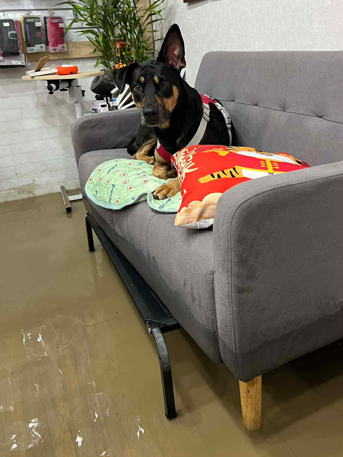 ▲暴雨轟炸蘇澳！黑汪家中淹水　呆坐沙發表情超問號：客廳變泳池。（圖／阿達@adaada20220108提供，請勿隨意翻拍，以免侵權。）